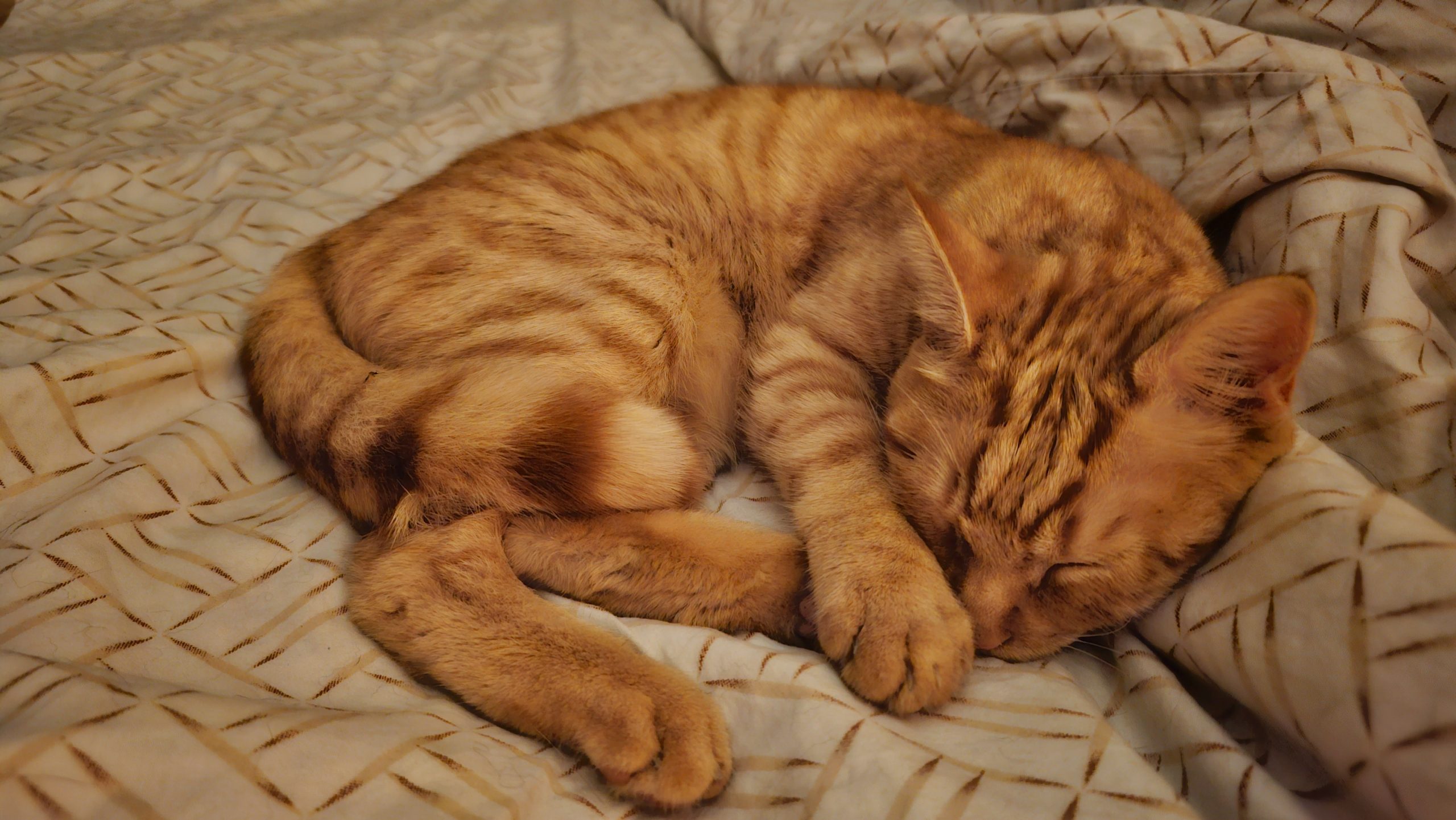 Comment Caresser un Chat : Techniques et Astuces pour un Moment de Complicité