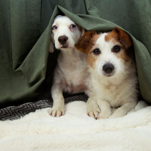 Comprendre le Comportement Canin : Mythe et Réalité de la Culpabilité