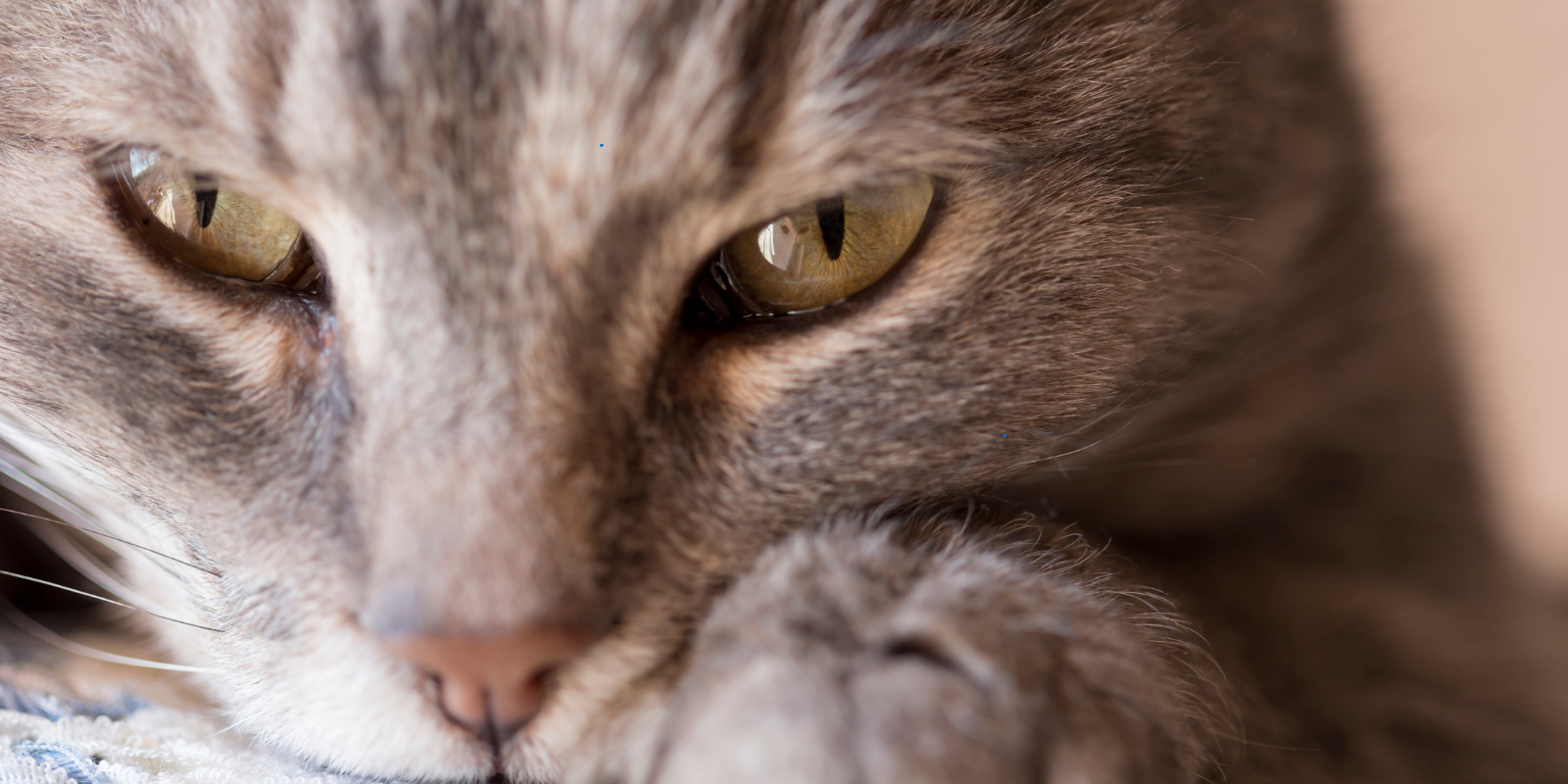 pourquoi le chat ronronne ?