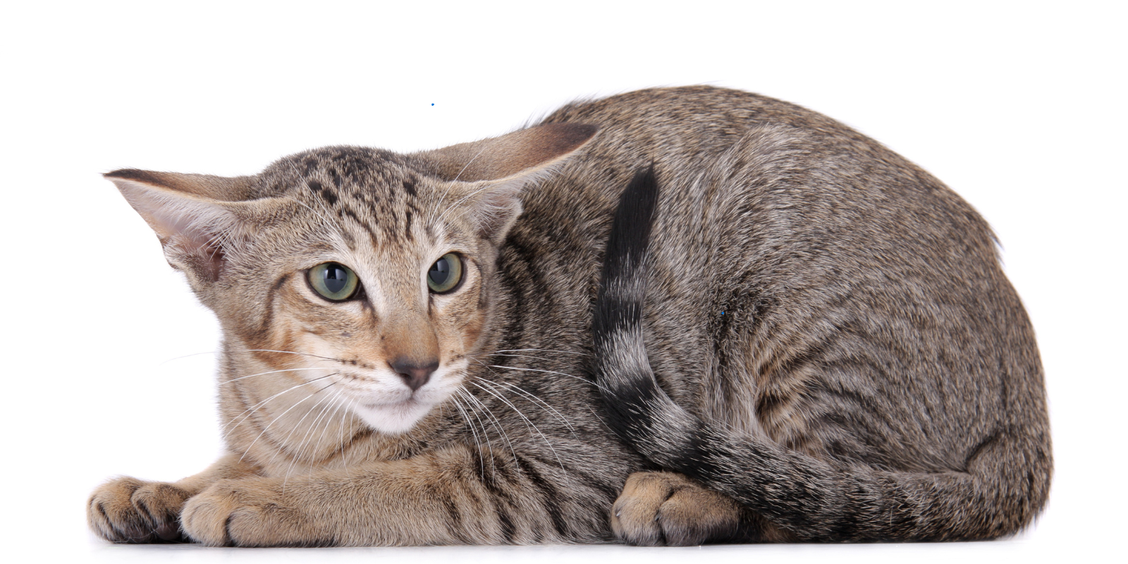 Comprendre et Apaiser le Stress chez le Chat : Causes, Signes et Solutions