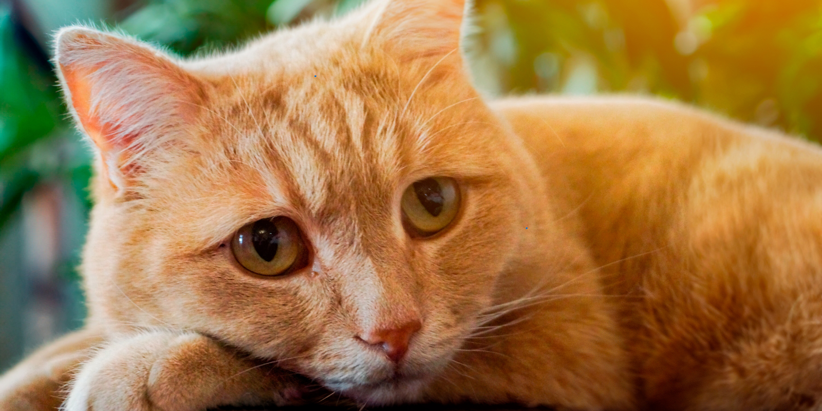 Les Troubles du Comportement Liés au Territoire chez le Chat : Causes et Solutions