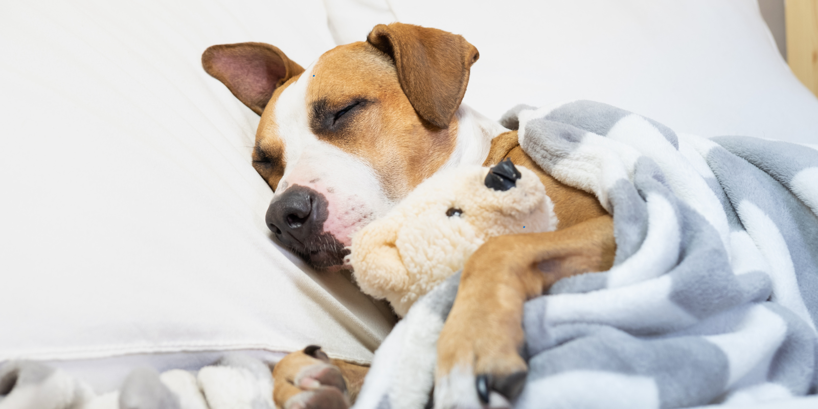 Les Rêves des Chiens : Que Savons-nous Vraiment de leurs Songes ?