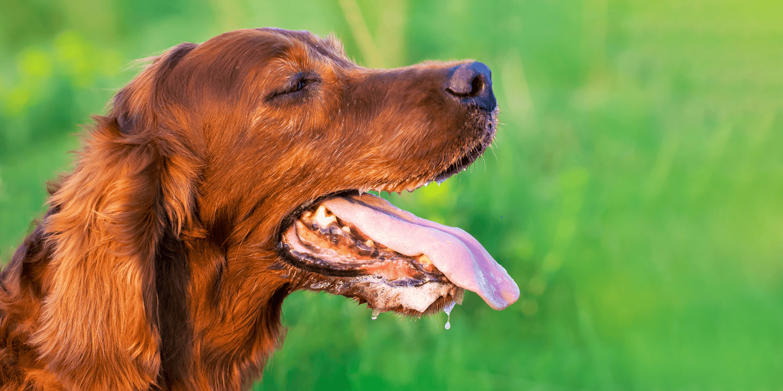 Protéger Son Chien en Période de Canicule : Conseils et Astuces