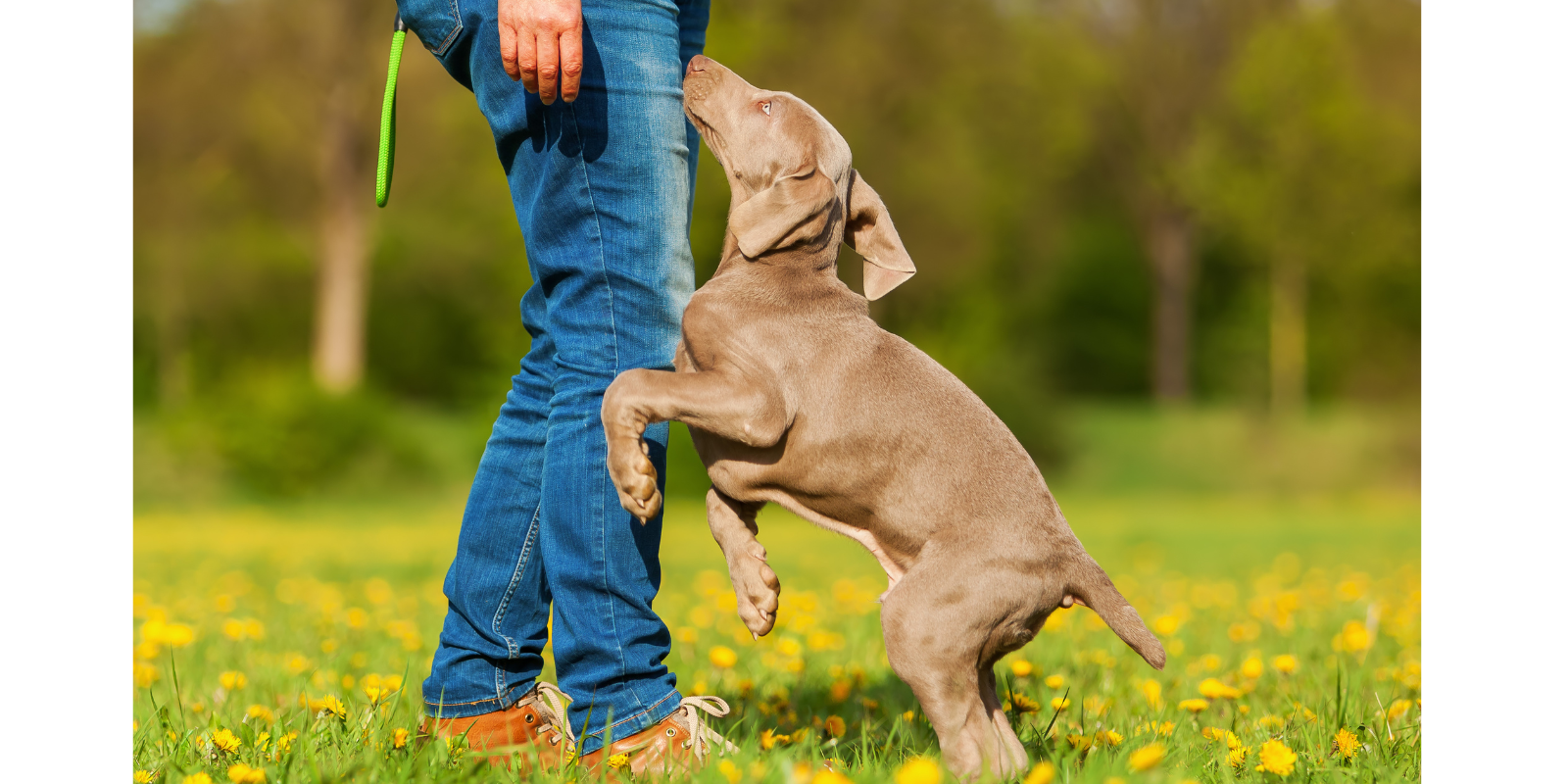 Mon Chien Saute sur les Gens : Pourquoi et Comment Corriger ce Comportement ?