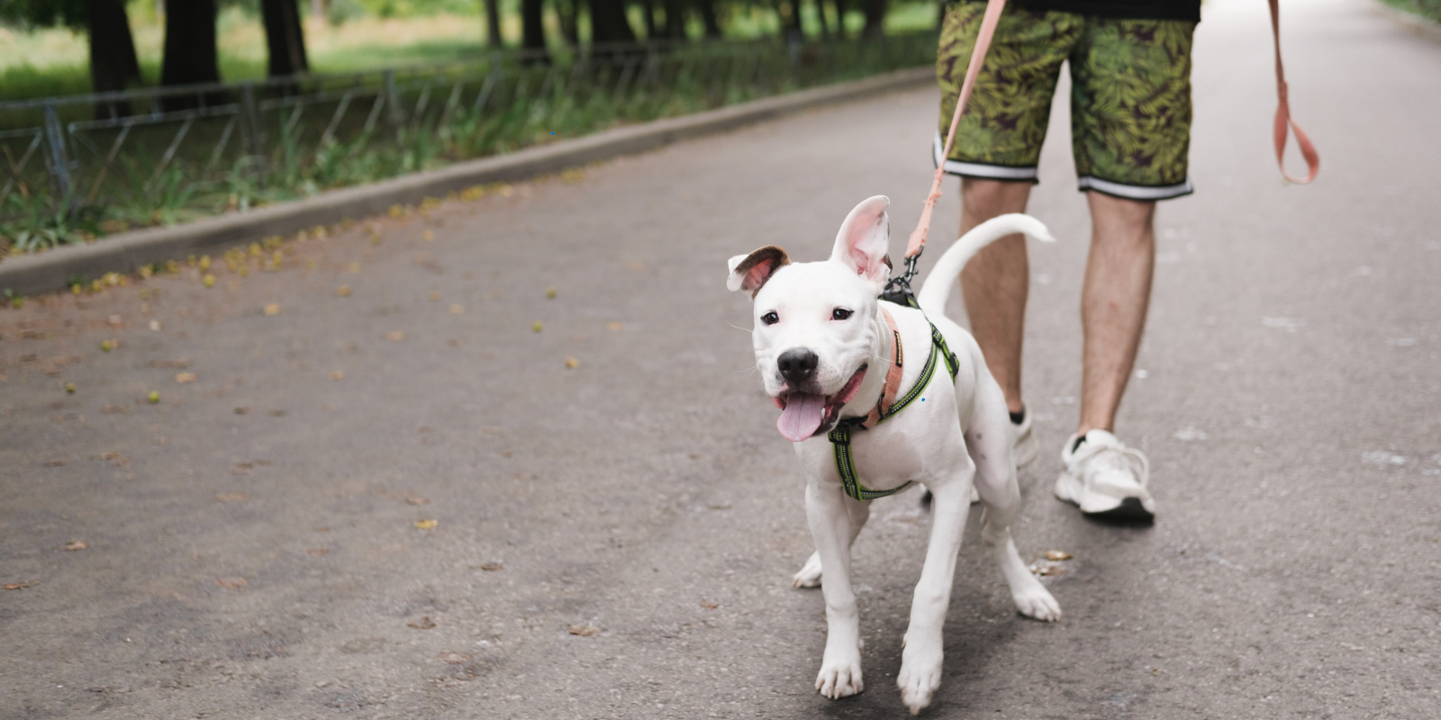 Mon Chien Tire en Laisse : Comprendre et Corriger ce Comportement
