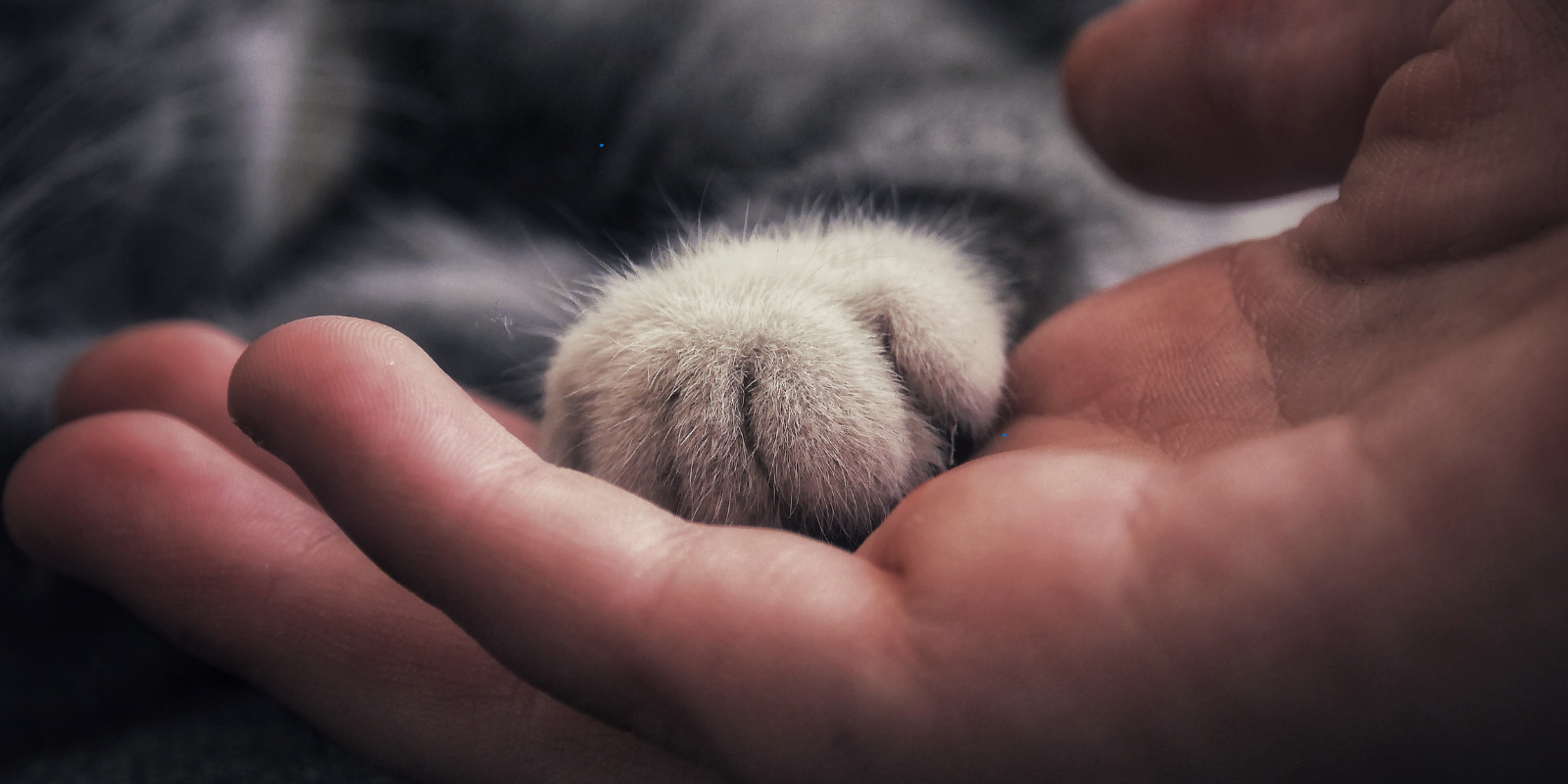 L’Impact de l’Anthropomorphisme sur les Chats et leur Relation avec les Humains