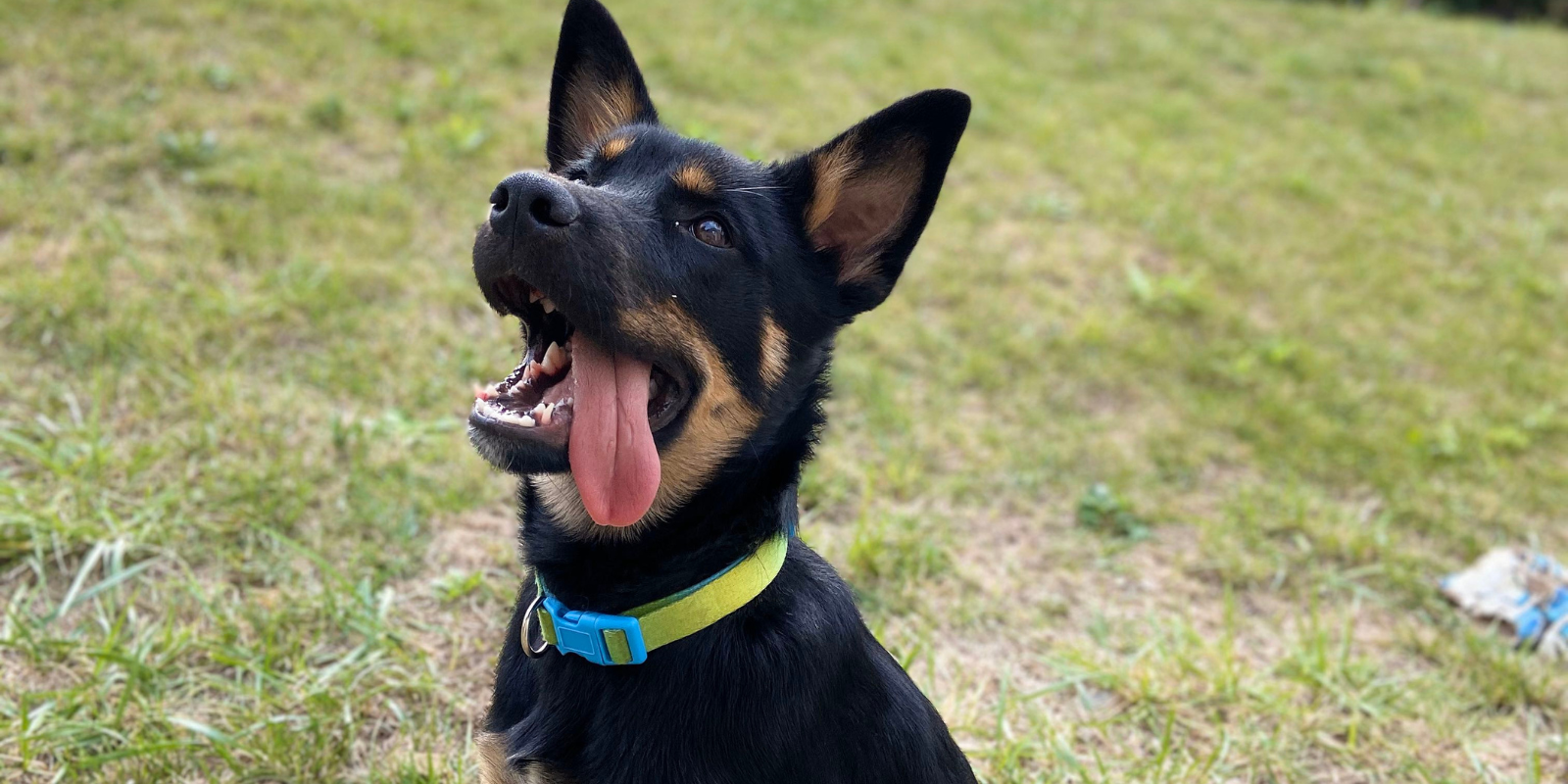 Adopter un Chien : Tout Ce Que Vous Devez Savoir Avant de Vous Lancer