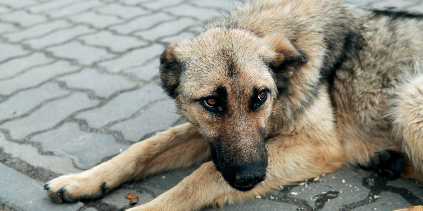 Comment Apaiser un Chien Peureux : Comprendre et Agir avec Bienveillance