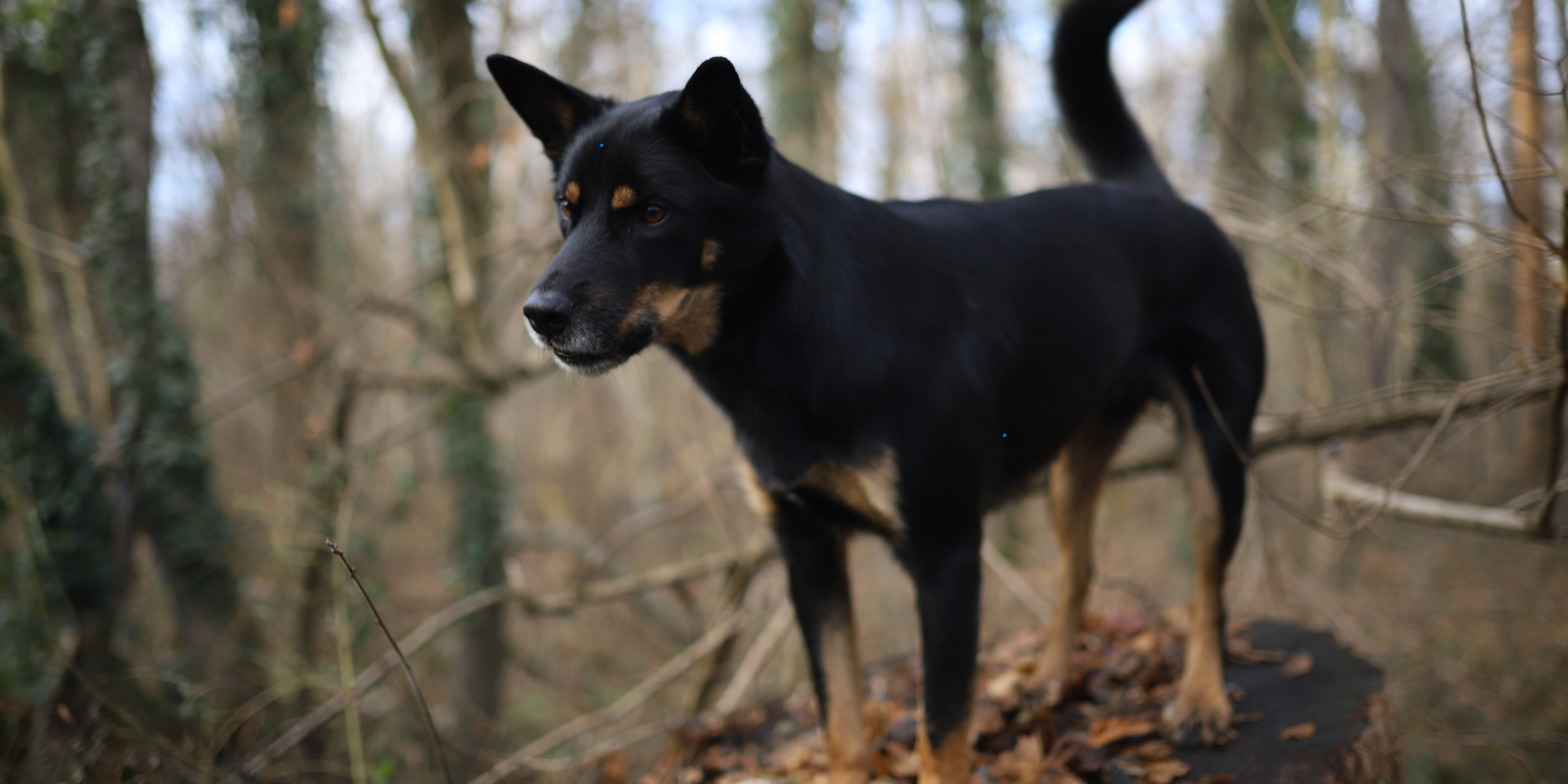Le Stress chez le Chien : Comprendre, Identifier et Apaiser