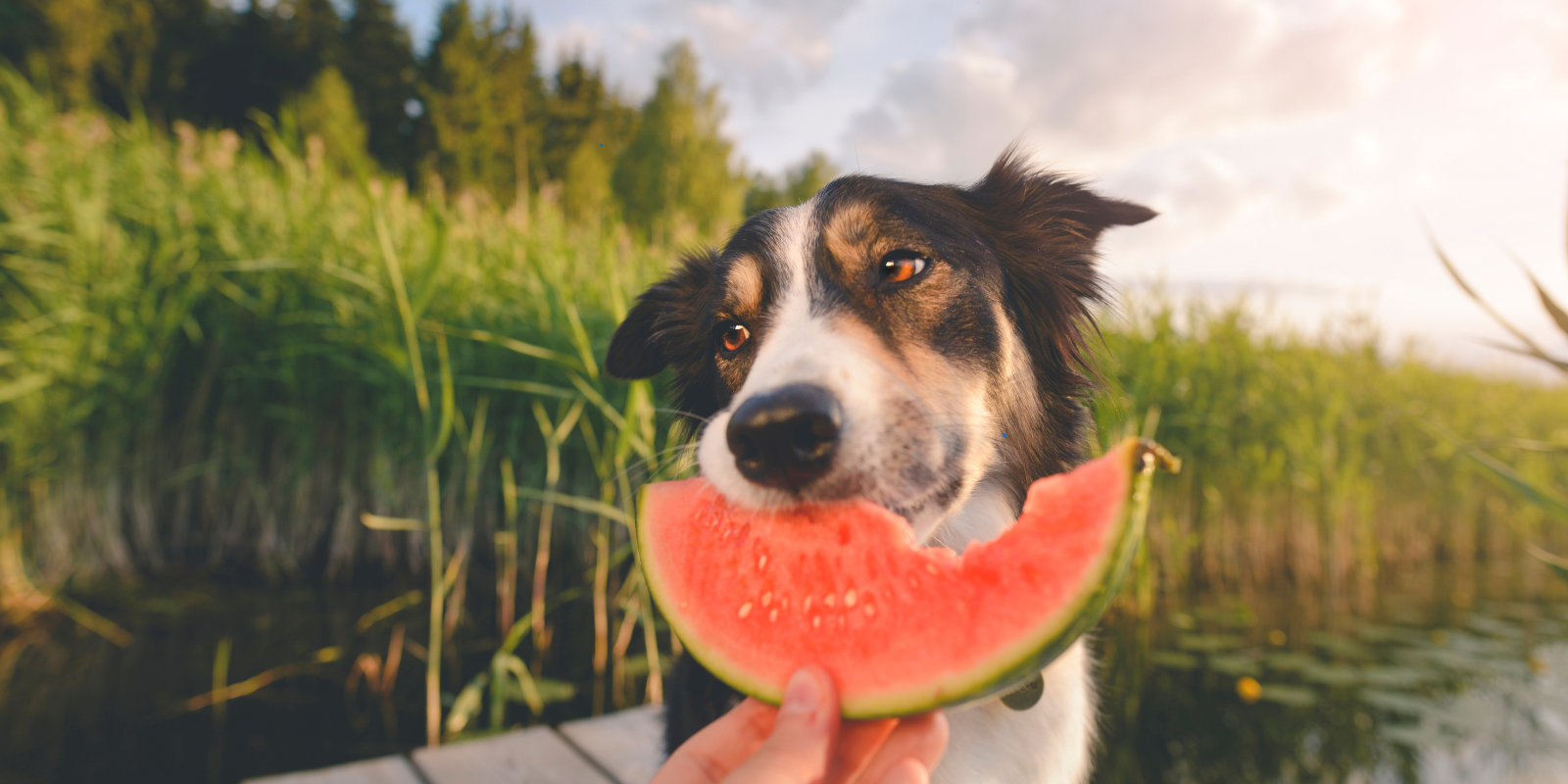 Quels légumes pour un chien