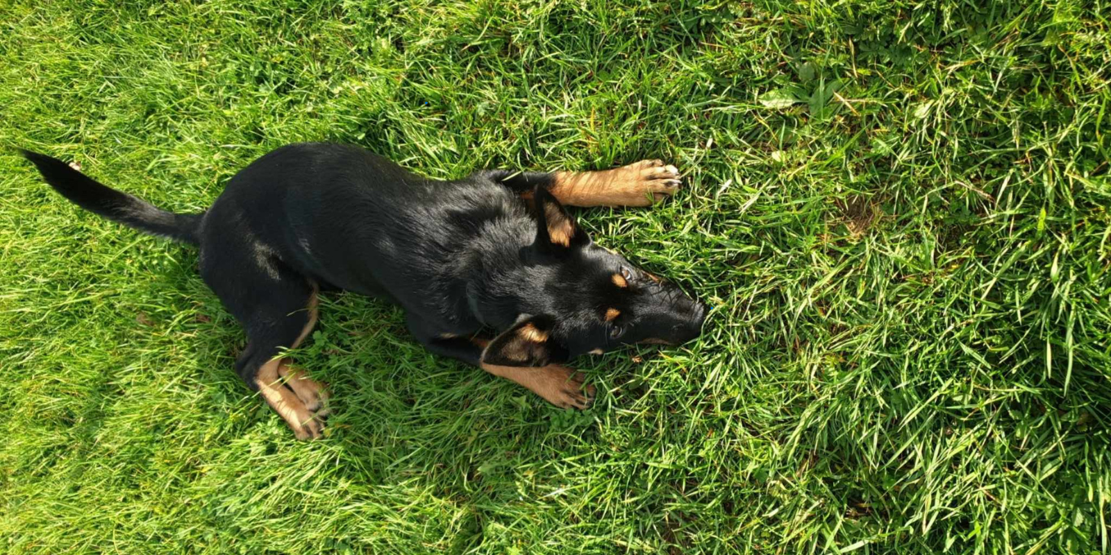 Adopter un Chiot : Pourquoi des Attentes Trop Précises Peuvent Être un Piège