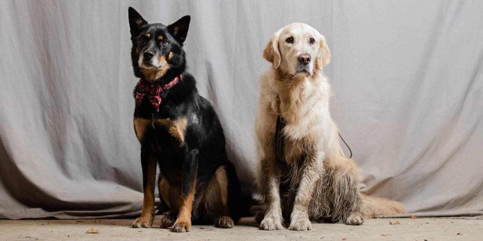 Les Besoins Sociaux du Chien : Pourquoi et Comment y Répondre ? 🐕